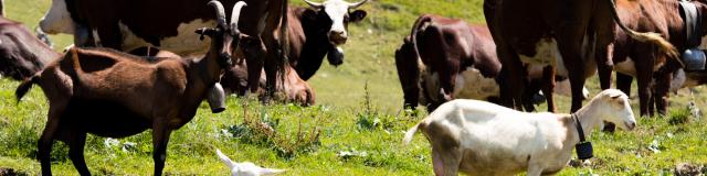 Au bonheur des Fromage de vache et de chèvre