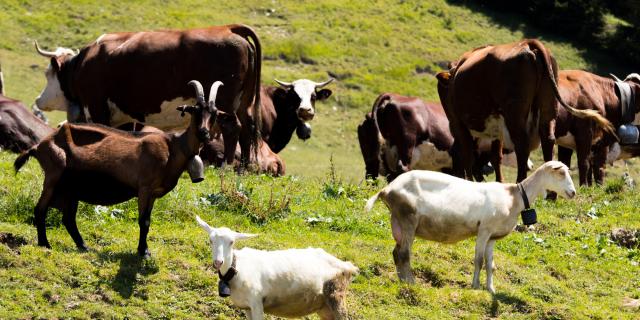 Au bonheur des Fromage de vache et de chèvre