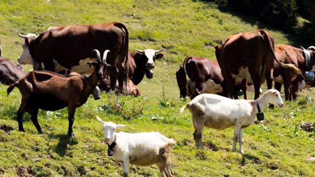 Au bonheur des Fromage de vache et de chèvre