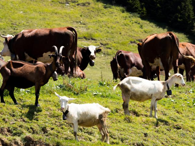 Au bonheur des Fromage de vache et de chèvre