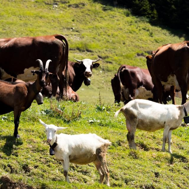 Au bonheur des Fromage de vache et de chèvre