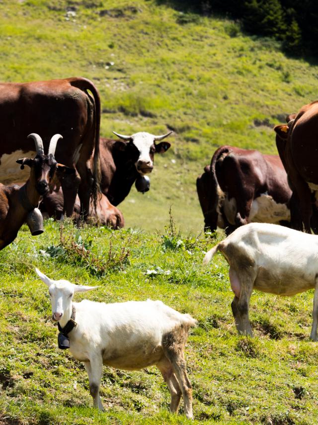 Au bonheur des Fromage de vache et de chèvre