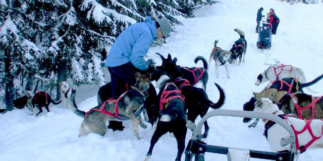 Chiens Traineau Notre Dame De Bellecombe