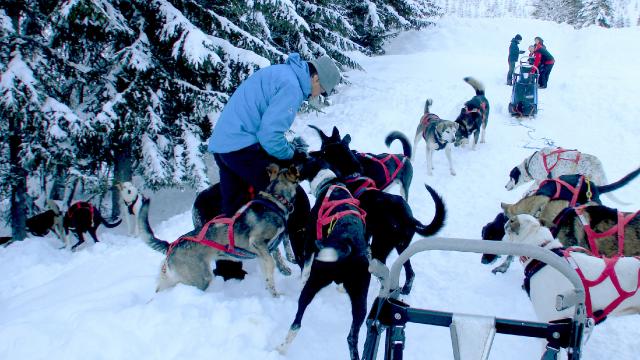 Chiens Traineau Notre Dame De Bellecombe