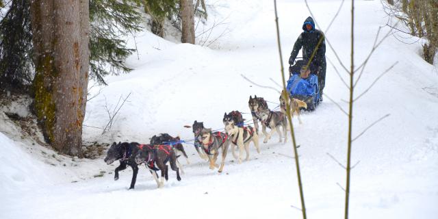 Chiens de traîneau dans le Val d'Arly