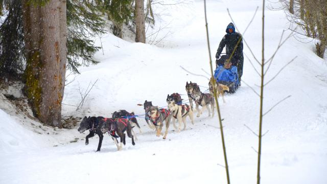 Chiens de traîneau dans le Val d'Arly