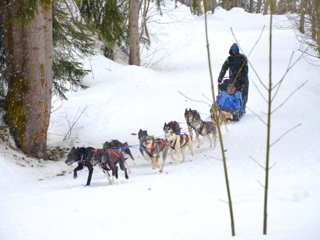 Chiens de traîneau dans le Val d'Arly