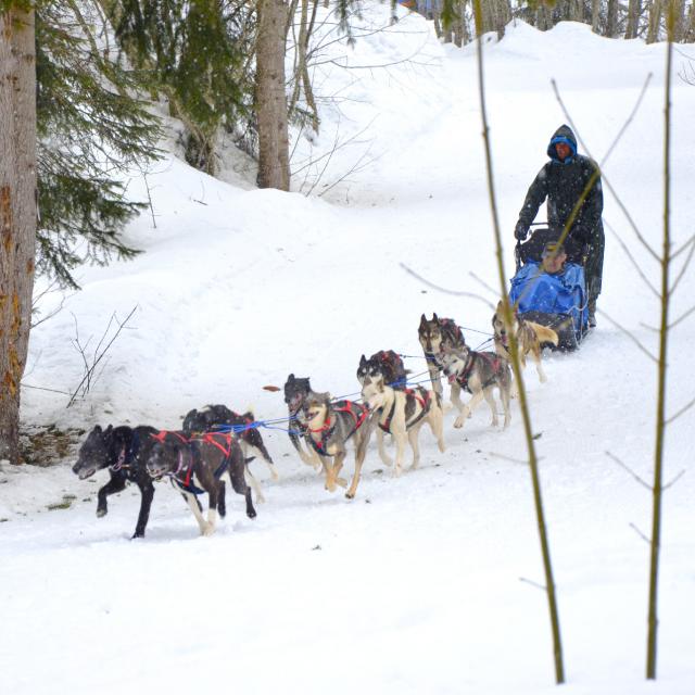 Chiens de traîneau dans le Val d'Arly