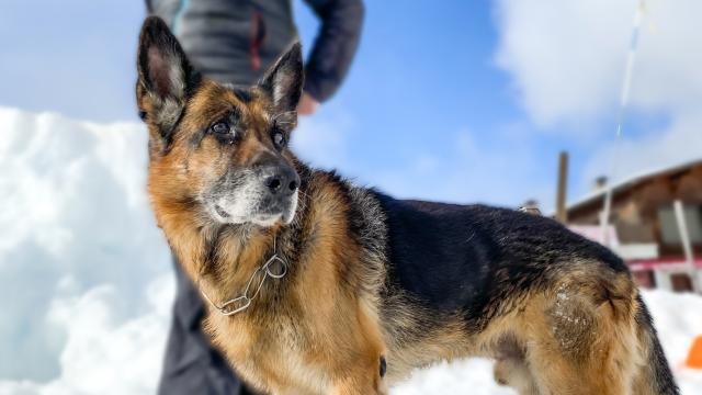 Rencontre avec un maître chien à Notre Dame de Bellecombe