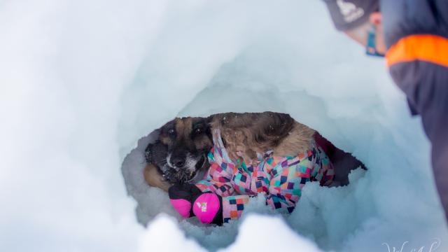 Rencontre avec un maître chien à Notre Dame de Bellecombe