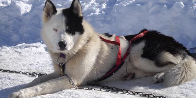 Chiens De Traineau