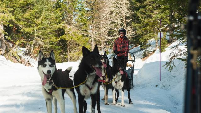 Chiens De Traineau Initiation à La Conduite