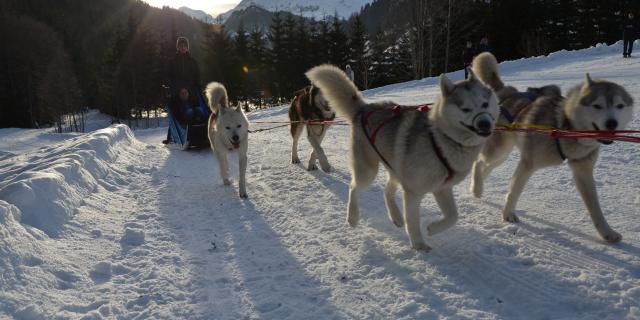 Chiens De Traîneau Randonnée Accompagnée