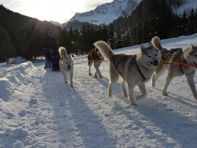 Chiens De Traîneau Randonnée Accompagnée