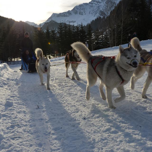 Chiens De Traîneau Randonnée Accompagnée