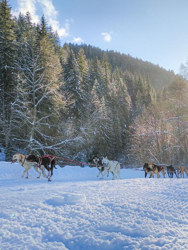 chiens-de-traineau2.jpg