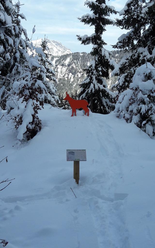 parcours-animalier-chamois-hiver.jpg