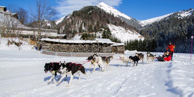 Baptême en chiens de Traineau à la Giettaz