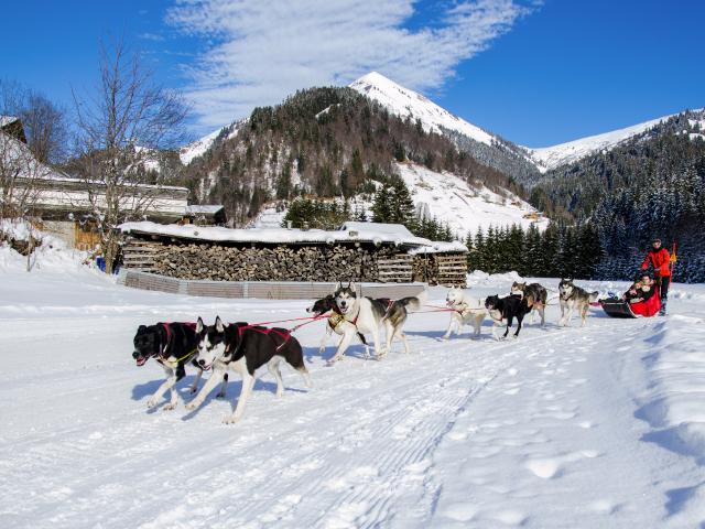 Baptême en chiens de Traineau à la Giettaz