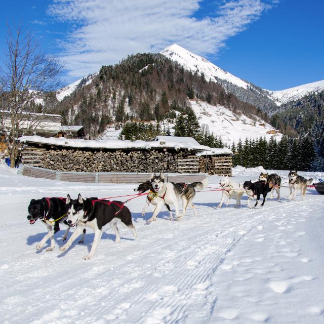 Baptême en chiens de Traineau à la Giettaz