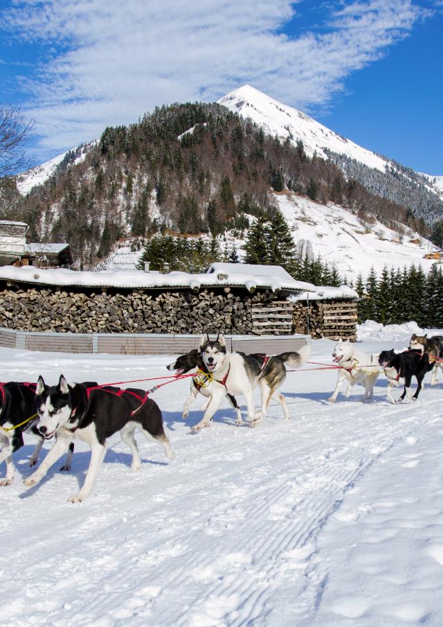 Baptême en chiens de Traineau à la Giettaz