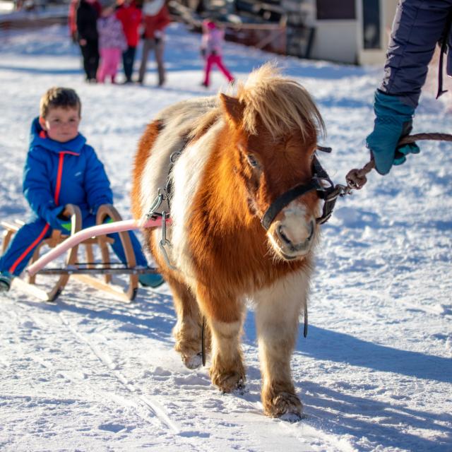 Poney Luge à Notre Dame de Bellecombe