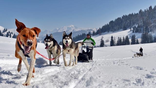 Randonnée en chiens de traîneau dans le Val d'Arly