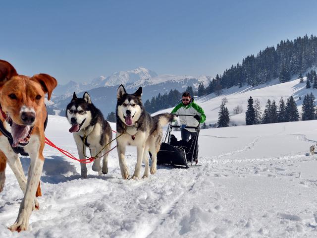 Randonnée en chiens de traîneau dans le Val d'Arly