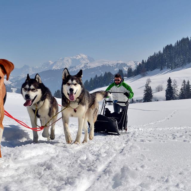 Randonnée en chiens de traîneau dans le Val d'Arly