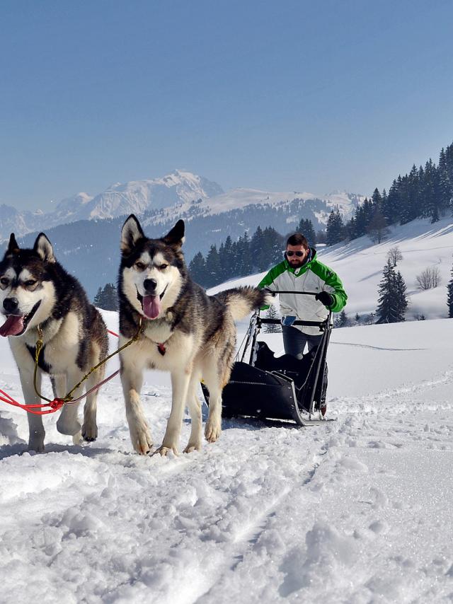 chiens-de-traineau-val-darly.jpg