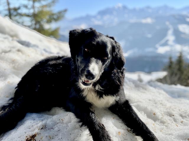 Vacances avec mon chien dans le Val d'Arly