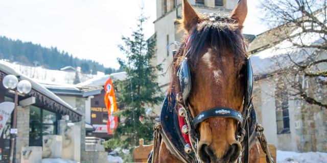 Traîneau à Cheval aux alentours du Val d'Arly