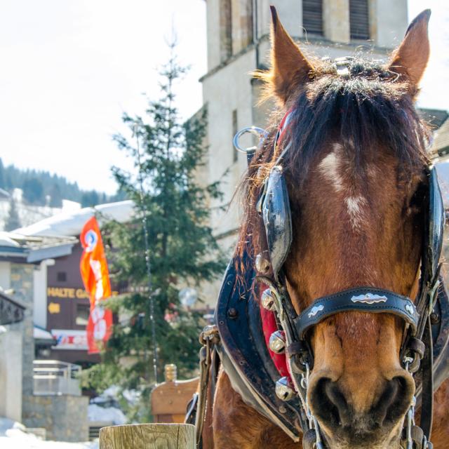 Traîneau à Cheval aux alentours du Val d'Arly