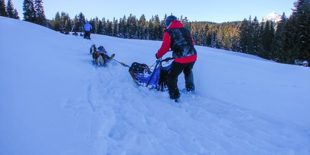 Initiation à la conduite de traineau à chien à Notre Dame de Bellecombe