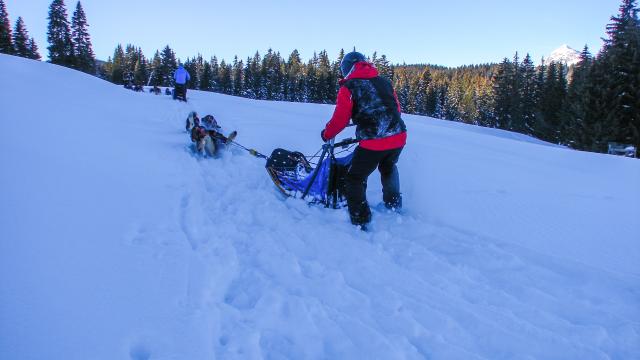 Initiation à la conduite de traineau à chien à Notre Dame de Bellecombe