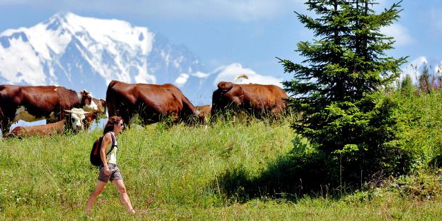 Randonner dans les alpages du Val d'Arly