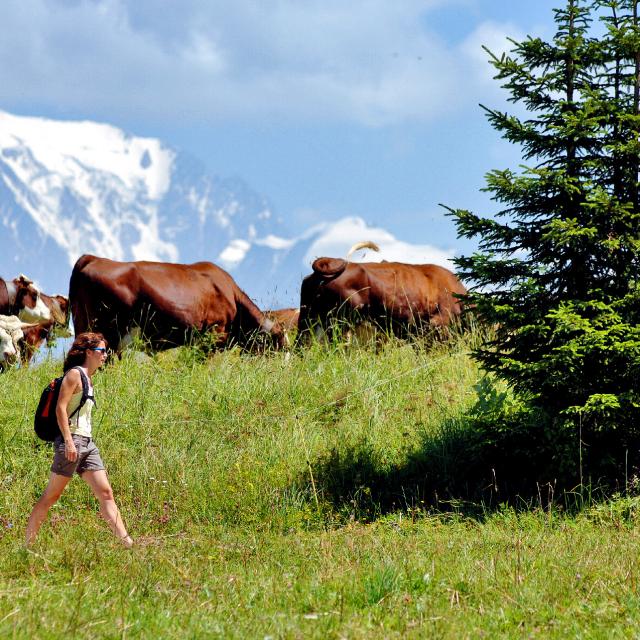 Randonner dans les alpages du Val d'Arly