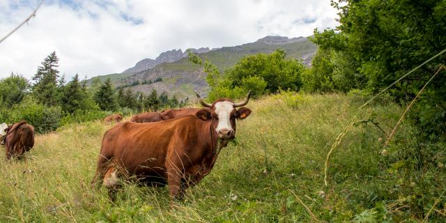 Balade Gourmande - Rencontre avec une vache