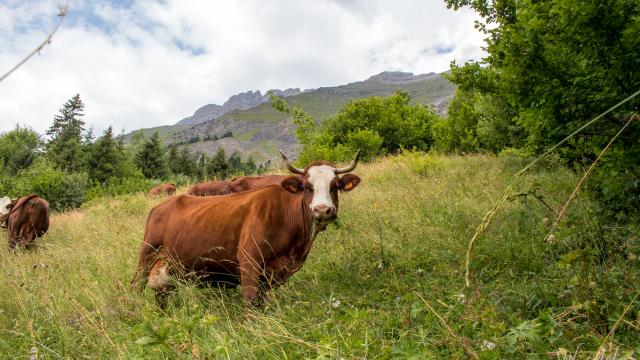 Balade Gourmande - Rencontre avec une vache