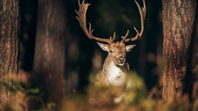 Brame du Cerf dans le Val d'Arly