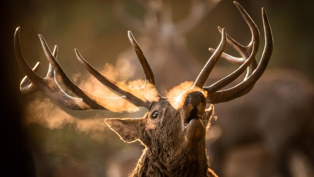 Brame du Cerf dans le Val d'Arly