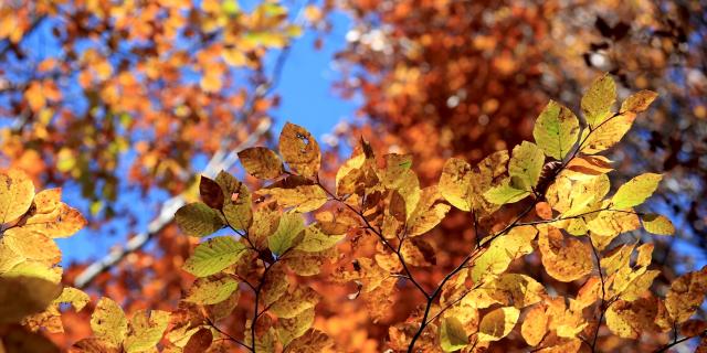 Arbre Automne Valdarly