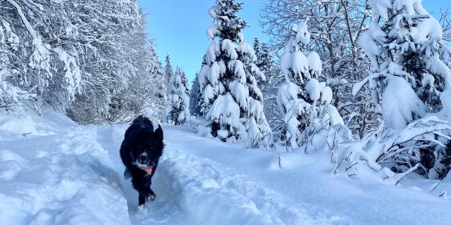 Vacances avec mon chien en hiver dans le Val d'Arly