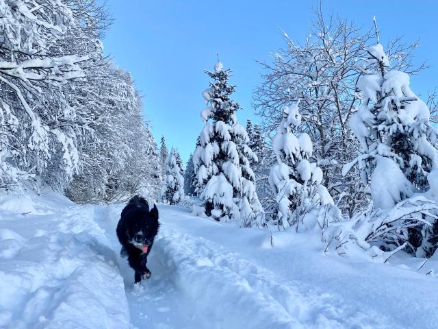 Vacances avec mon chien en hiver dans le Val d'Arly