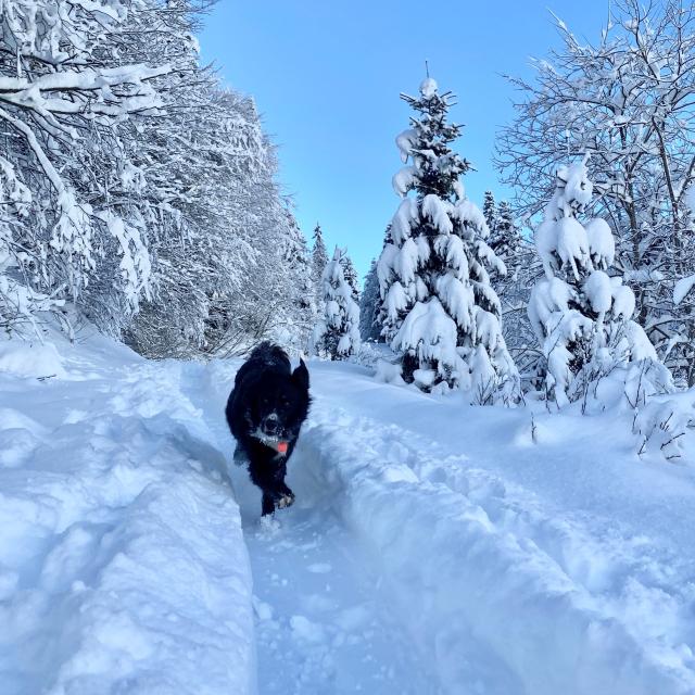 Vacances avec mon chien en hiver dans le Val d'Arly