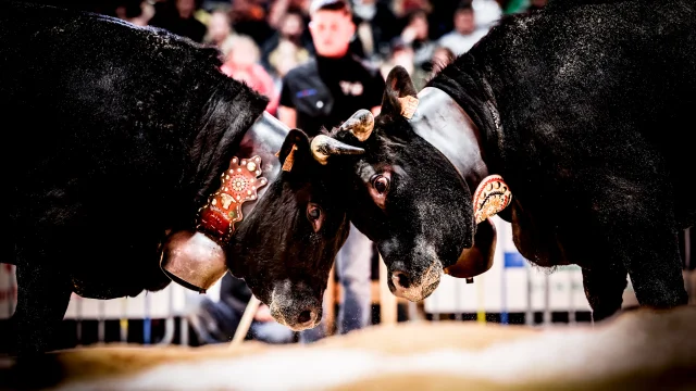 Combat des reines à Crest-Voland - Fêtes des vieux fours